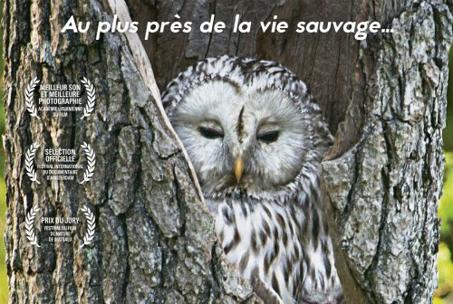 DANS LES BOIS